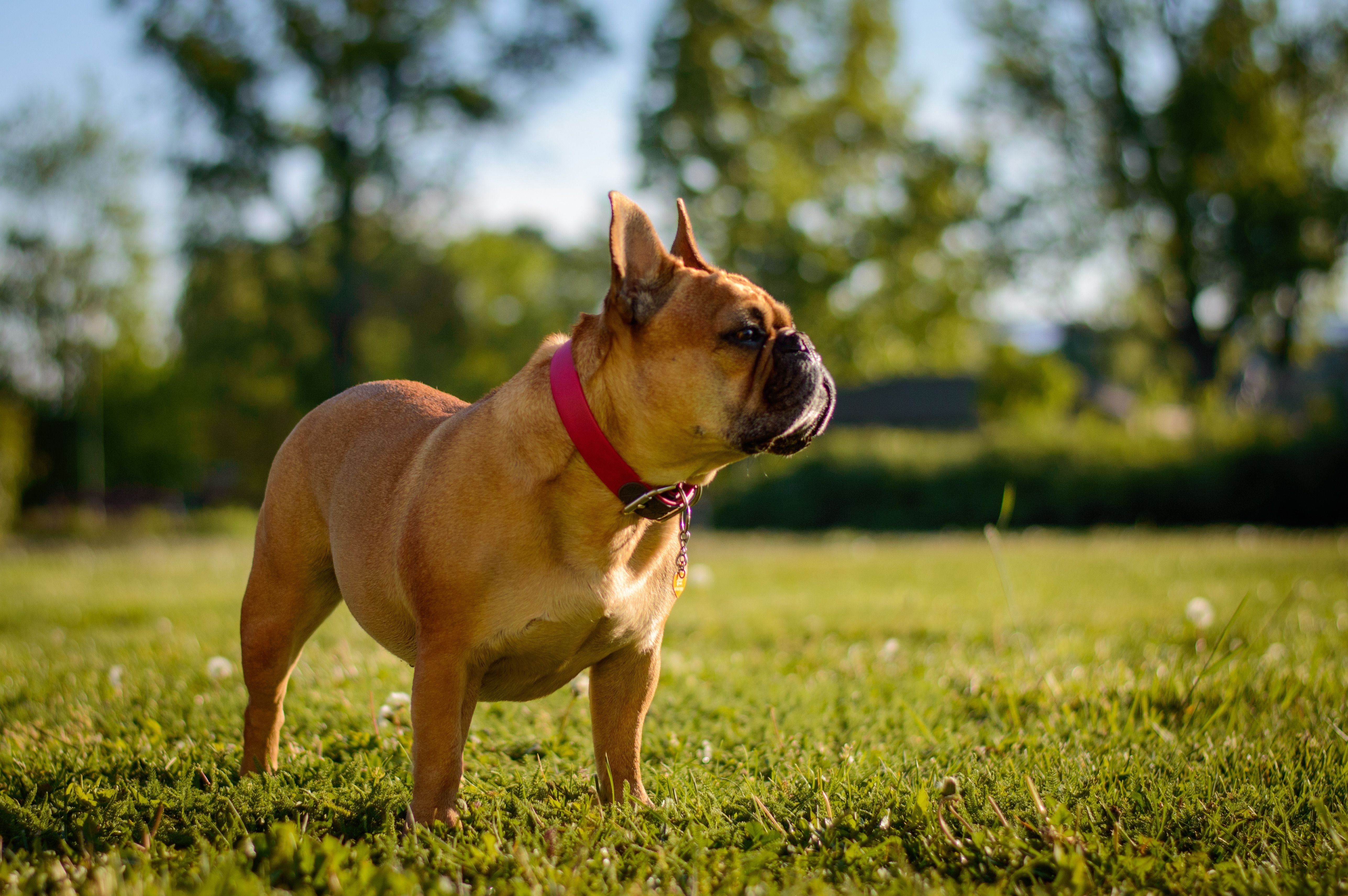 French Bulldog standing on grass in profile