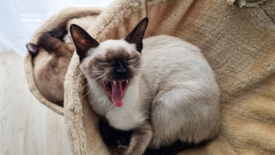 Balinese cat