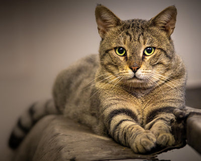 Introducing a New Cat: A Step-by-Step Guide | Pawganix