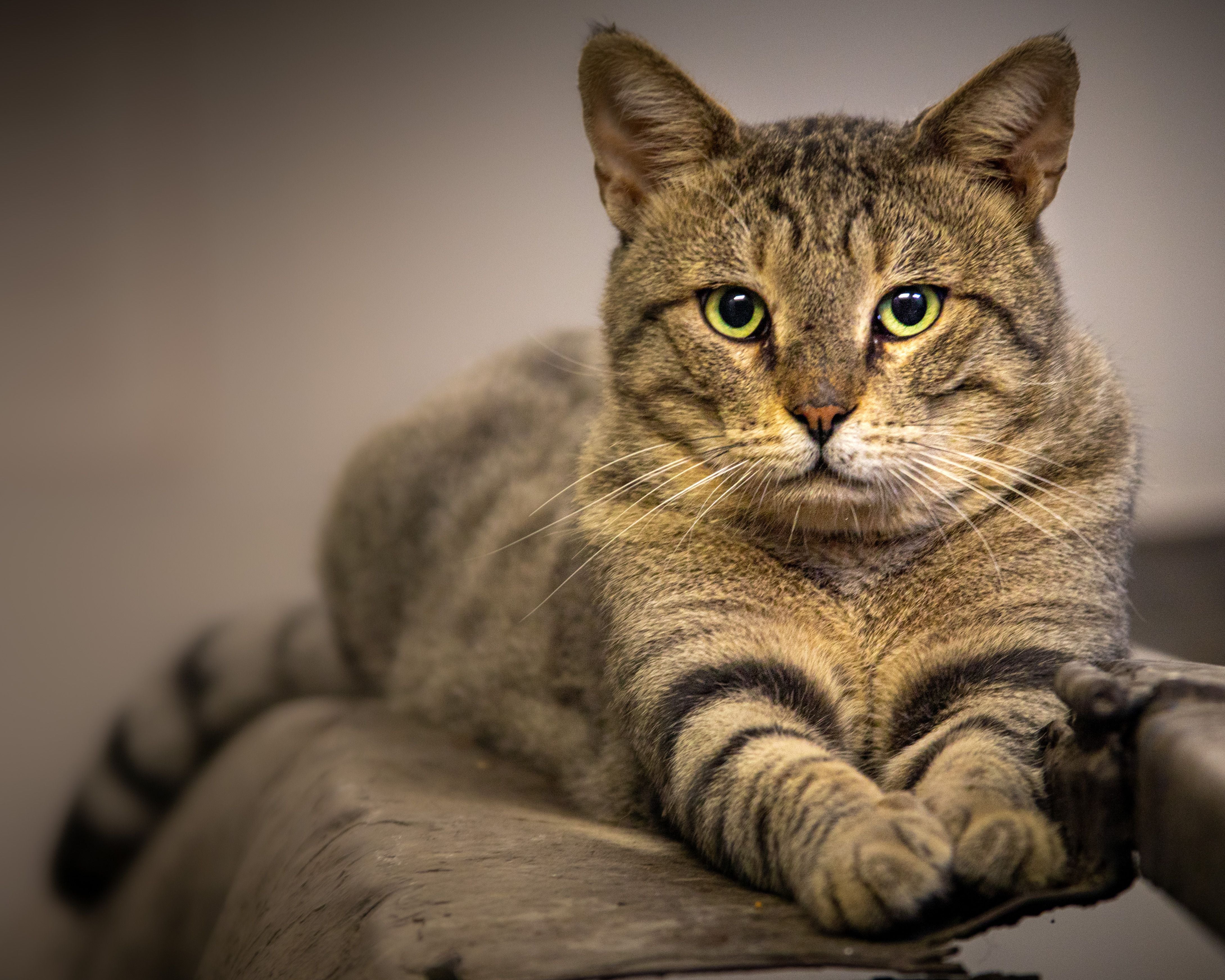 Introducing a New Cat: A Step-by-Step Guide | Pawganix