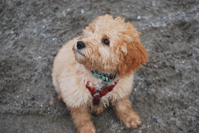 Goldendoodle