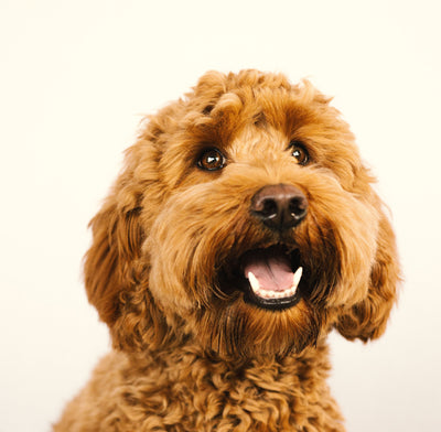 Goldendoodle