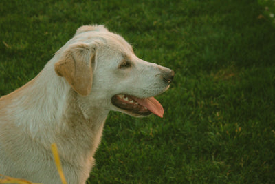 early-arthritis-in-dogs-what-to-watch-for