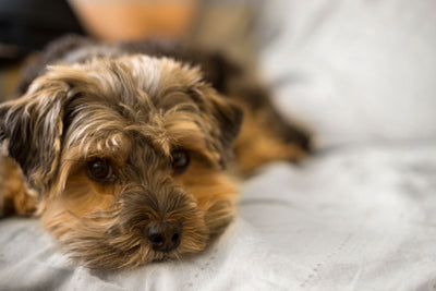 Pawganix dog on bed