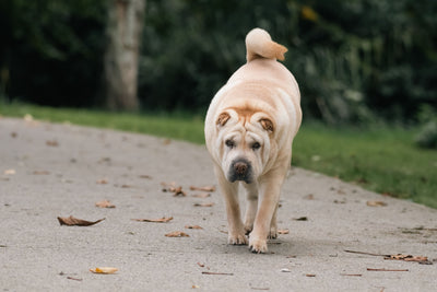Shar-Pei