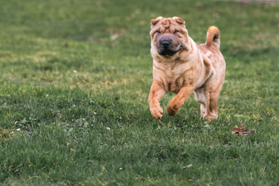 A lively Shar Pei dog joyfully runs across a lush green field, captured in action