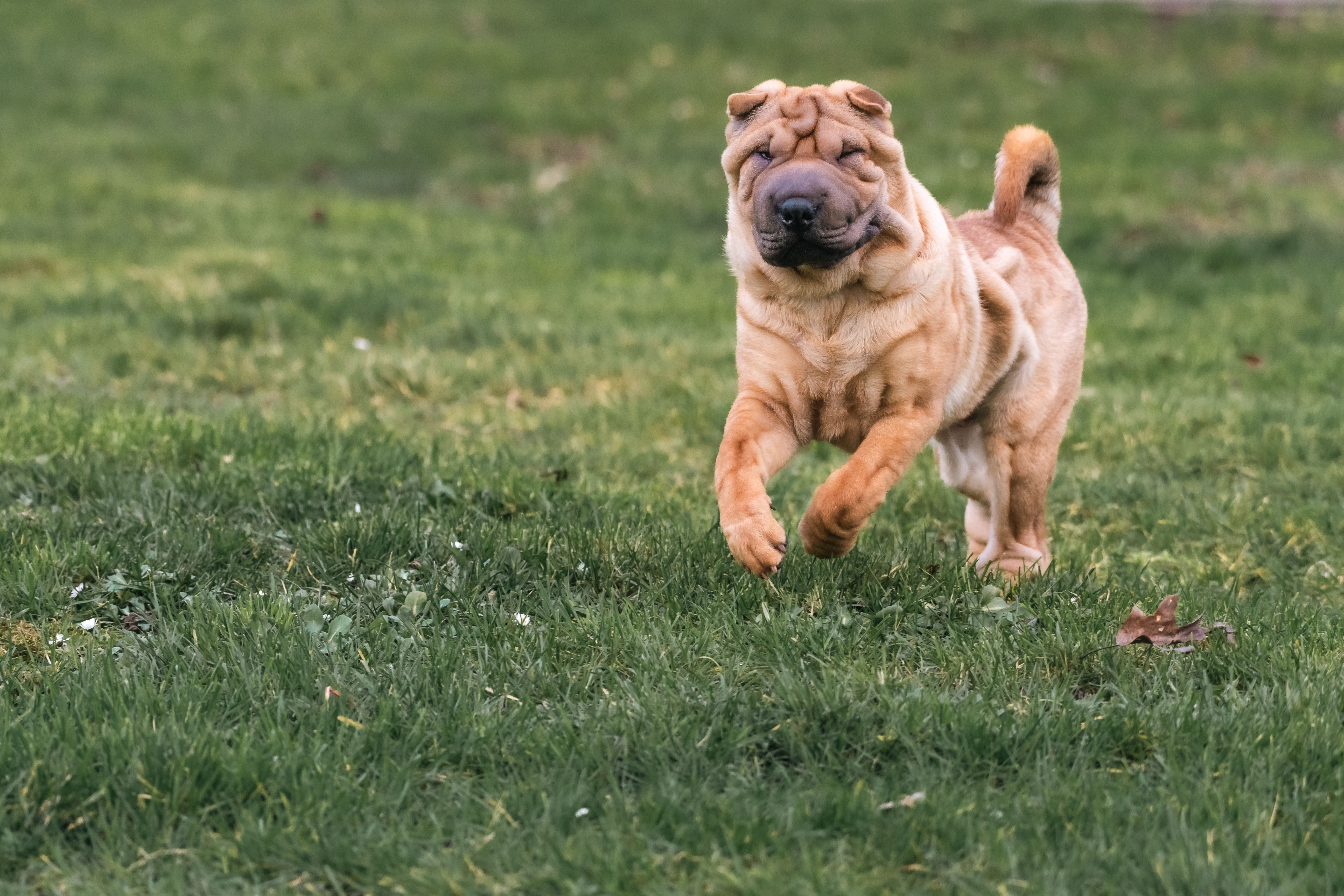 A lively Shar Pei dog joyfully runs across a lush green field, captured in action