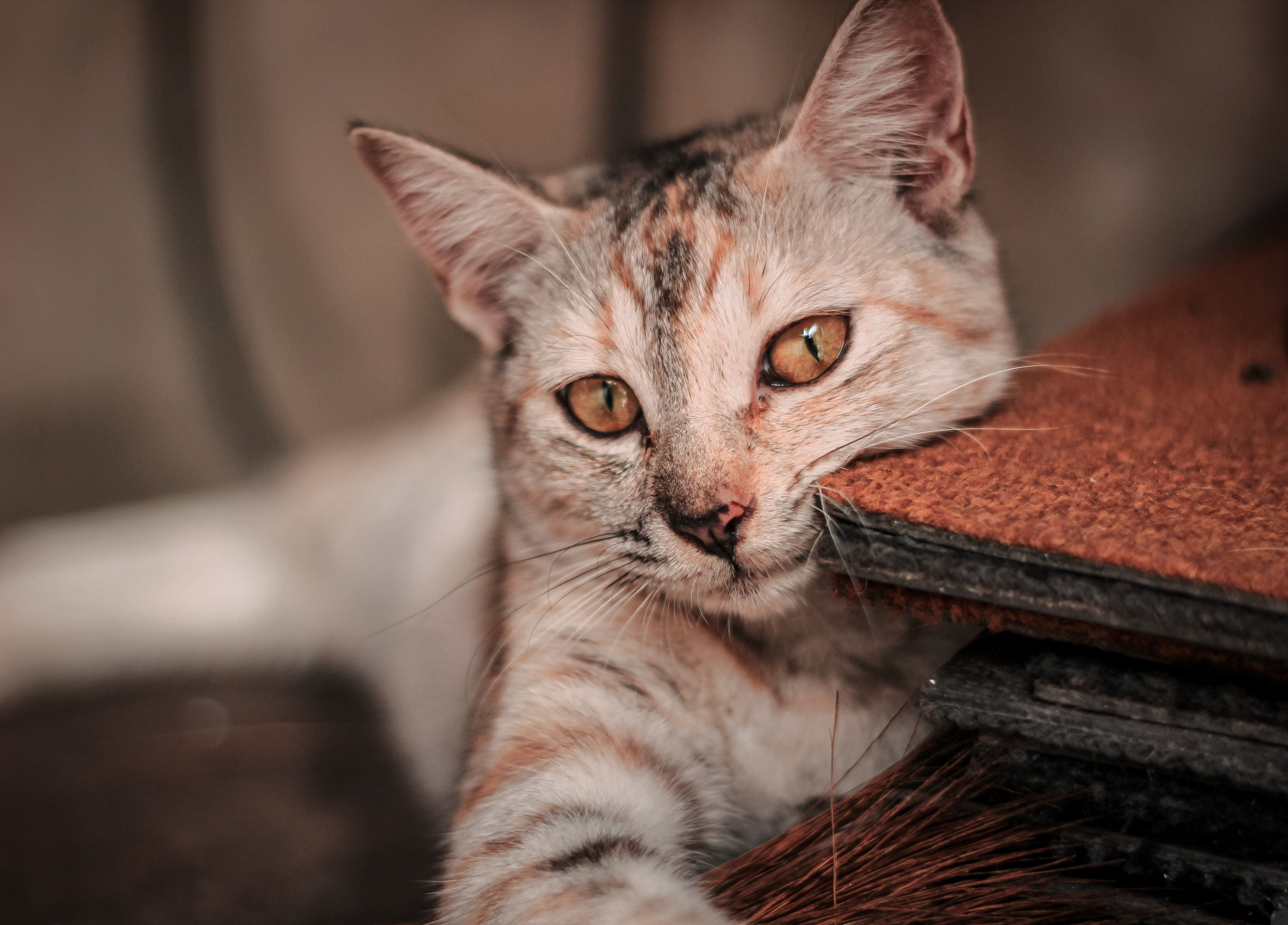 Do Cat Pheromone Diffusers Actually Work? | Pawganix