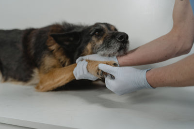  glucosamine-for-dogs-how-it-works-dosage