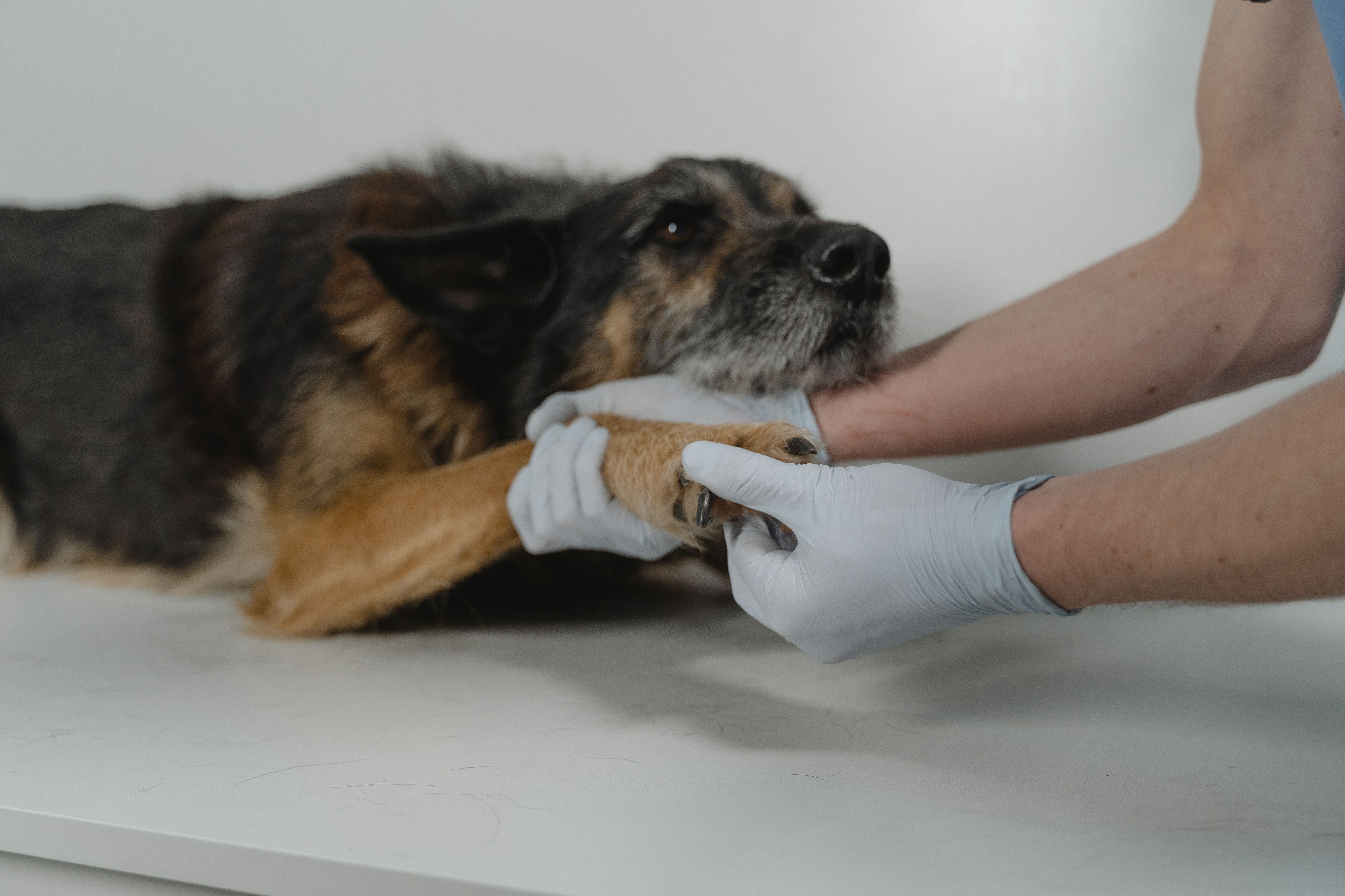  glucosamine-for-dogs-how-it-works-dosage