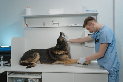 Senior adult large breed dog healthy at veterinary check-up