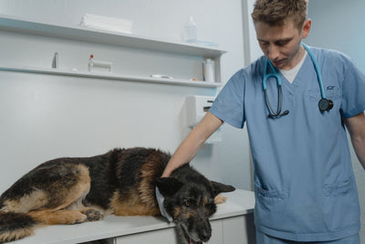 eterinarian administering an injection to a calm dog in a clinic