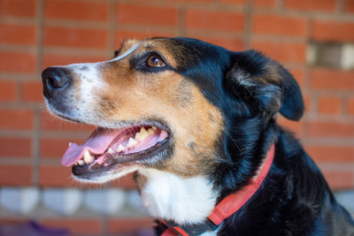 Large breed puppy healthy active outdoors at around 12 months