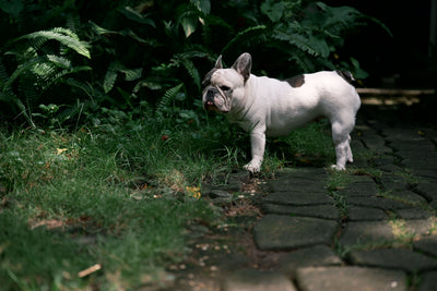 french bulldog