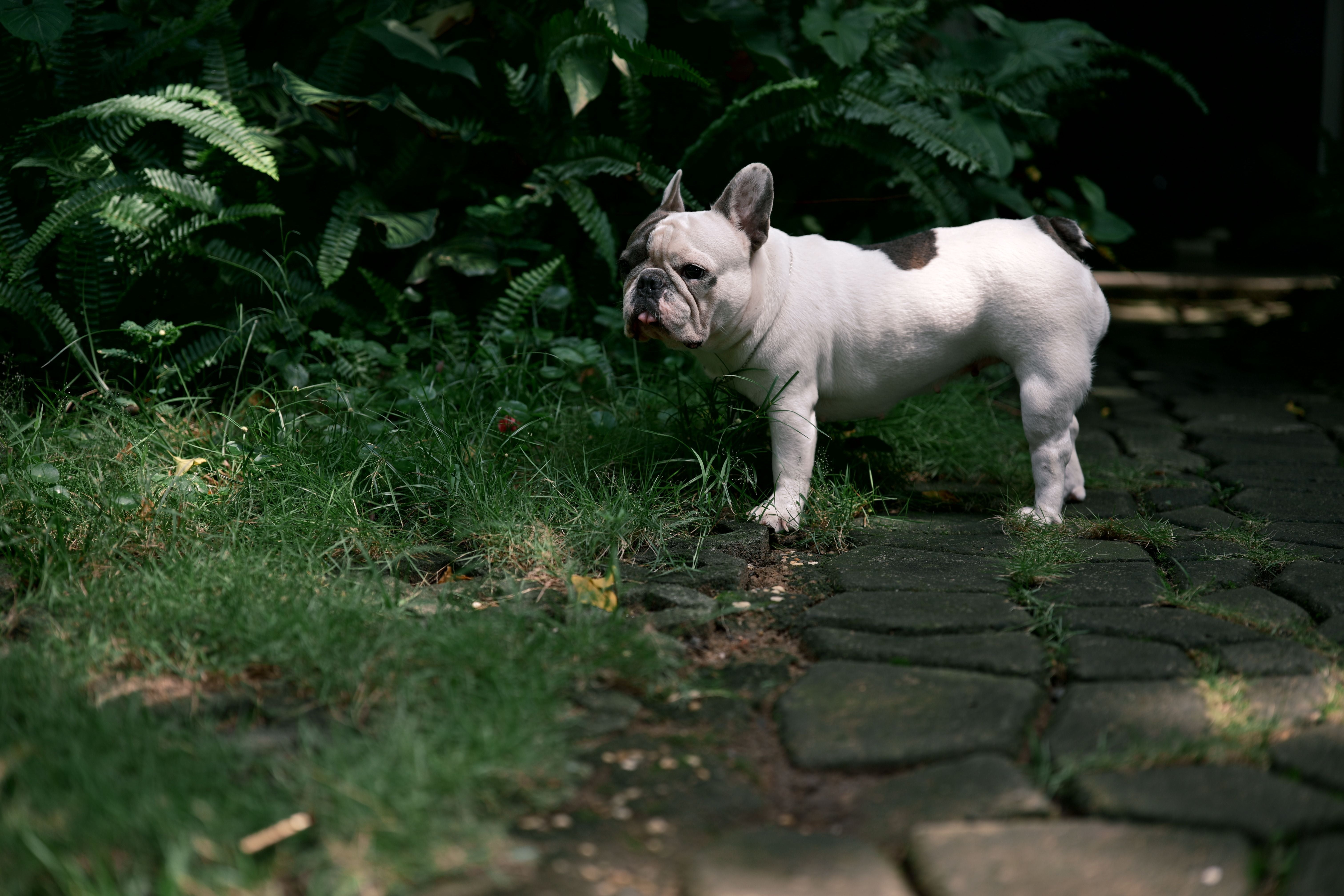 french bulldog