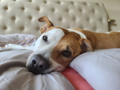 Dog resting peacefully calm and healthy indoors