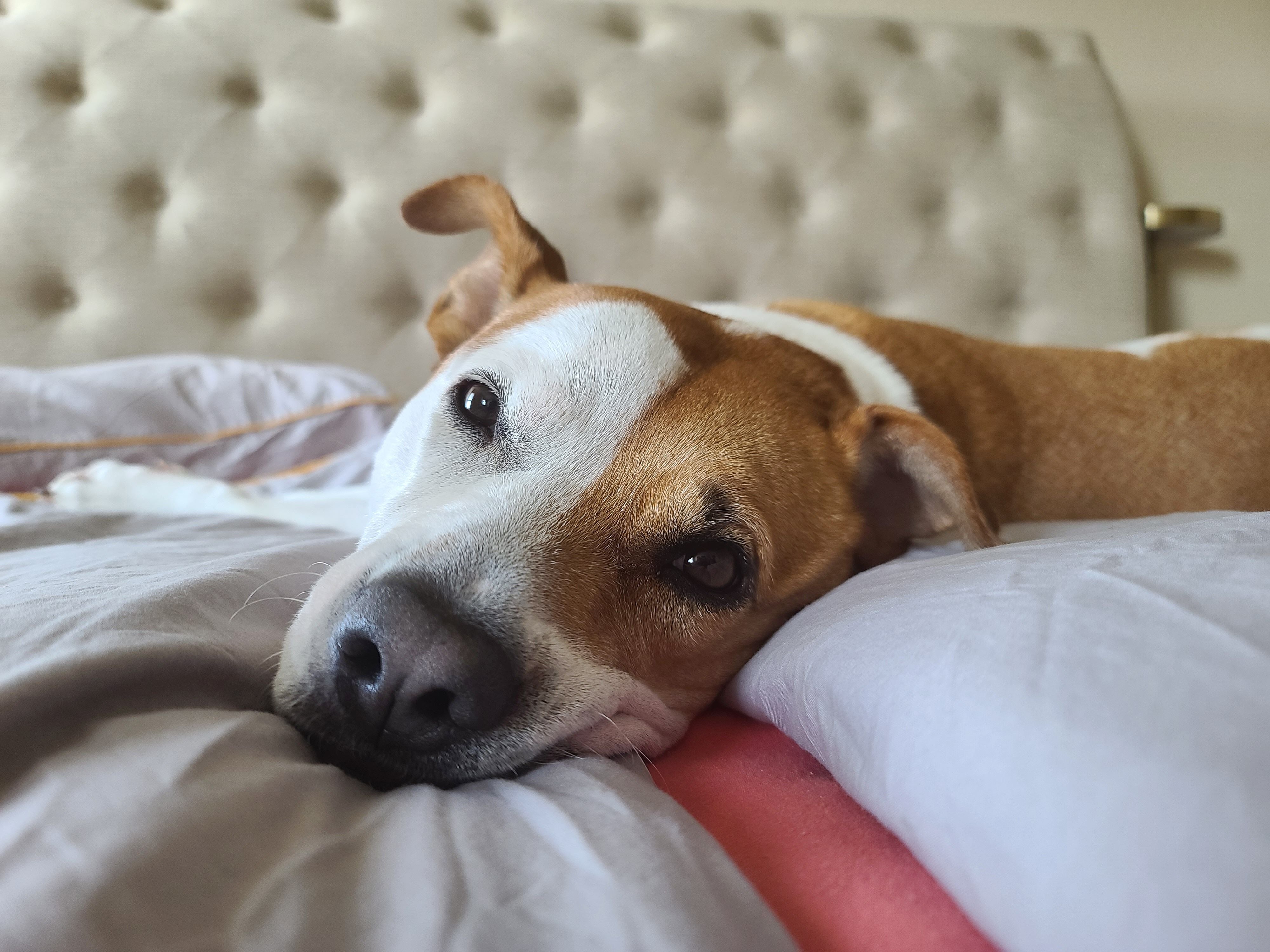 Dog resting peacefully calm and healthy indoors