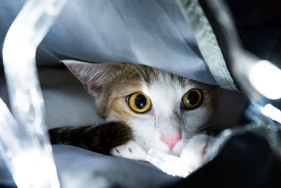Curious cat calmly peeking from a cozy indoor spot