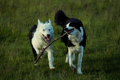 When to Start a Joint Supplement for Large Breed Puppies | Pawganix