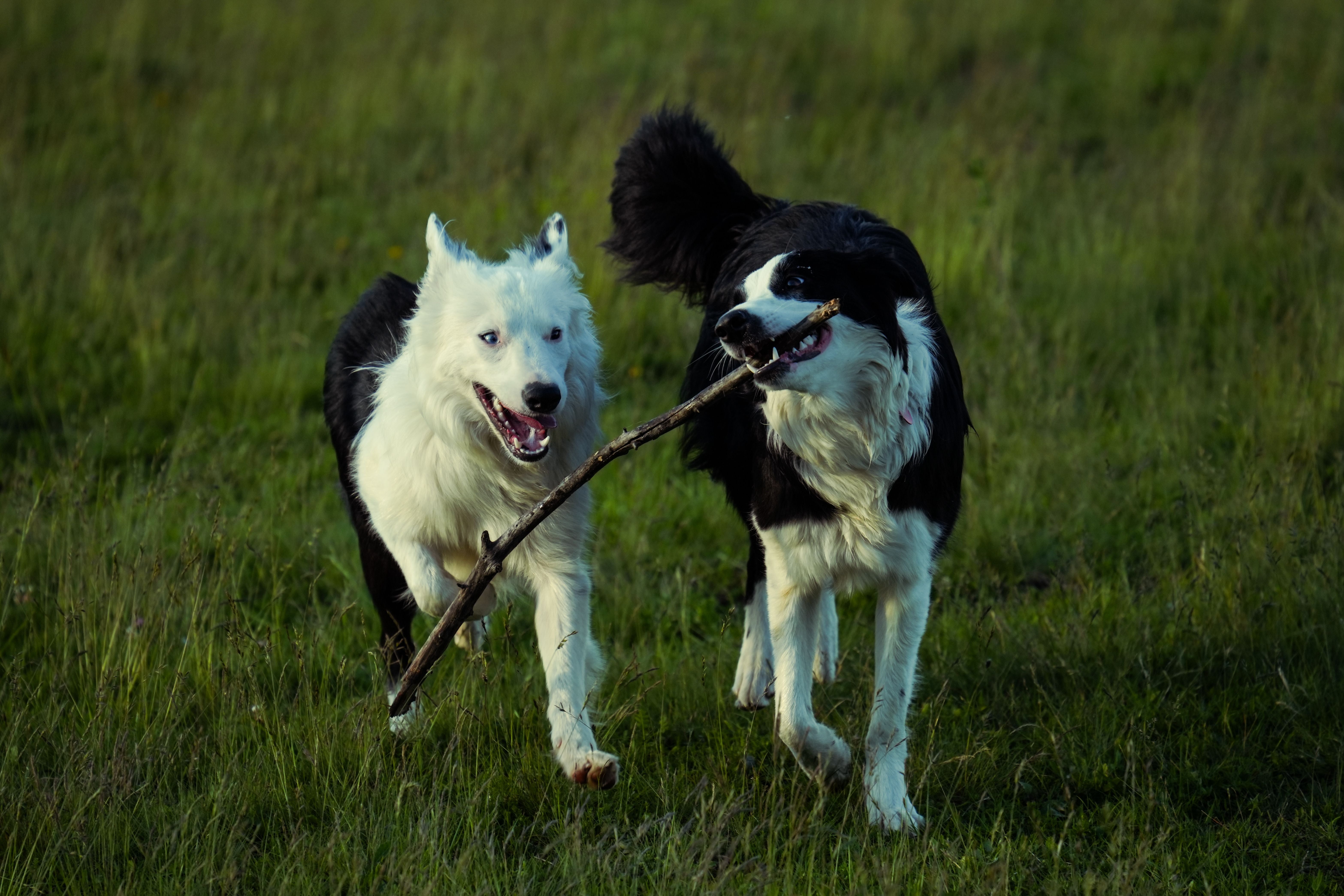 When to Start a Joint Supplement for Large Breed Puppies | Pawganix