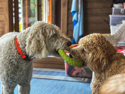 Labradoodle