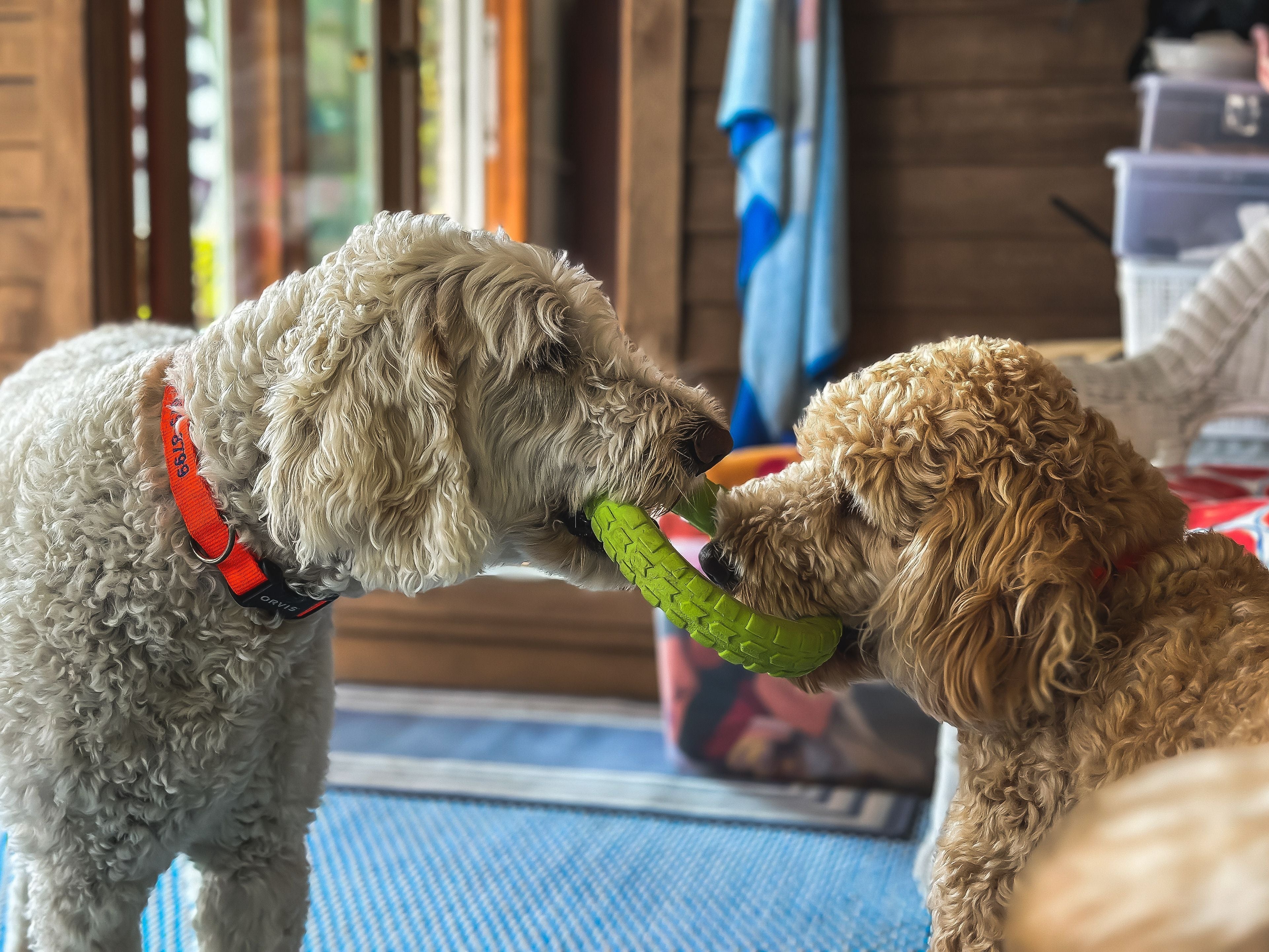 Labradoodle