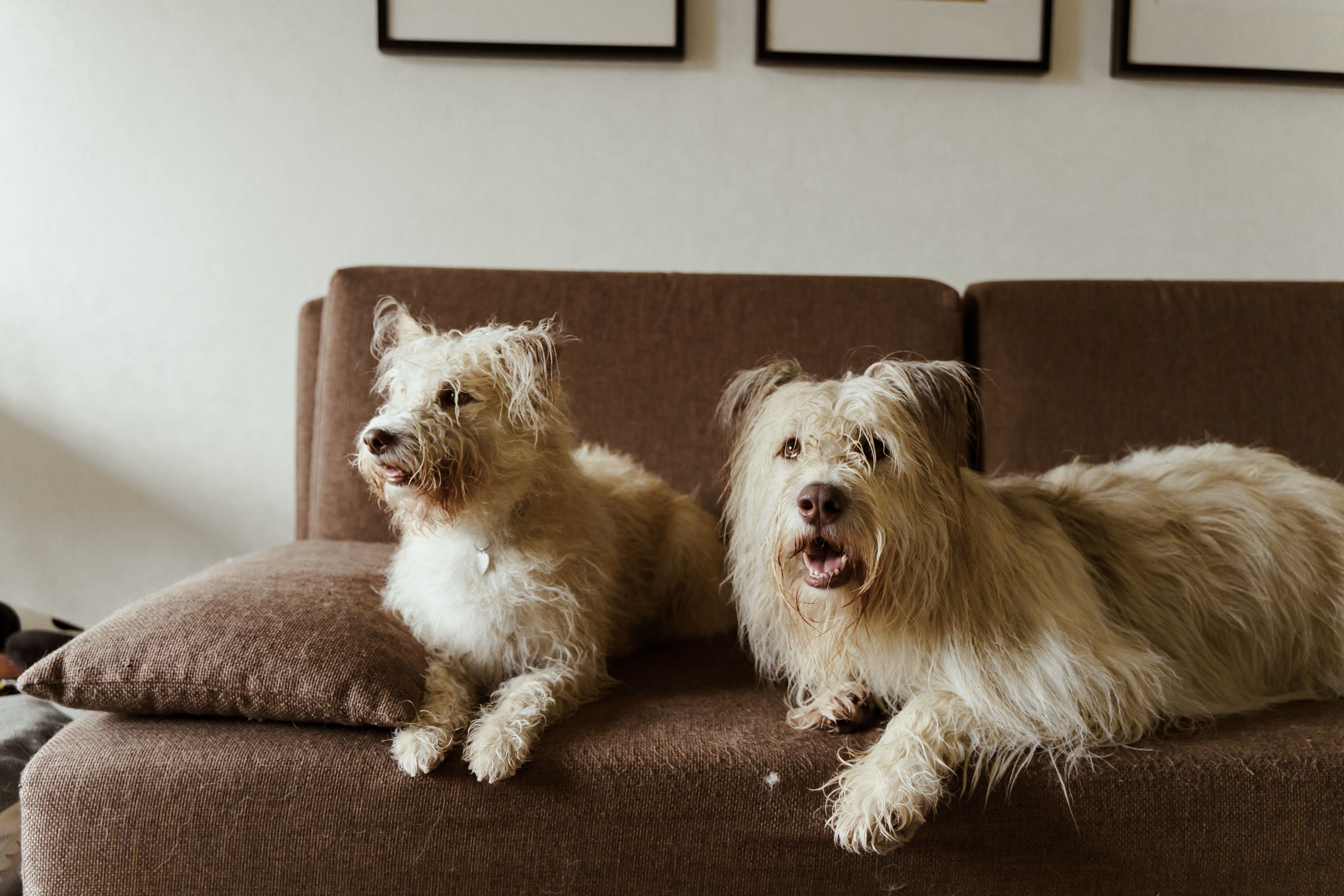 two dogs on a brown couch