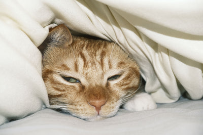Ginger cat sleeping calmly on a blanket