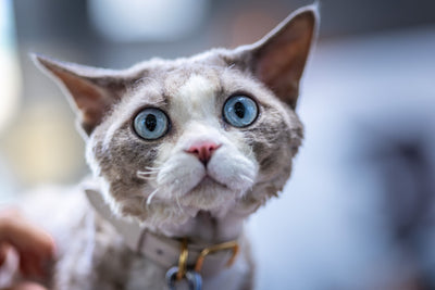 Cornish Rex cat