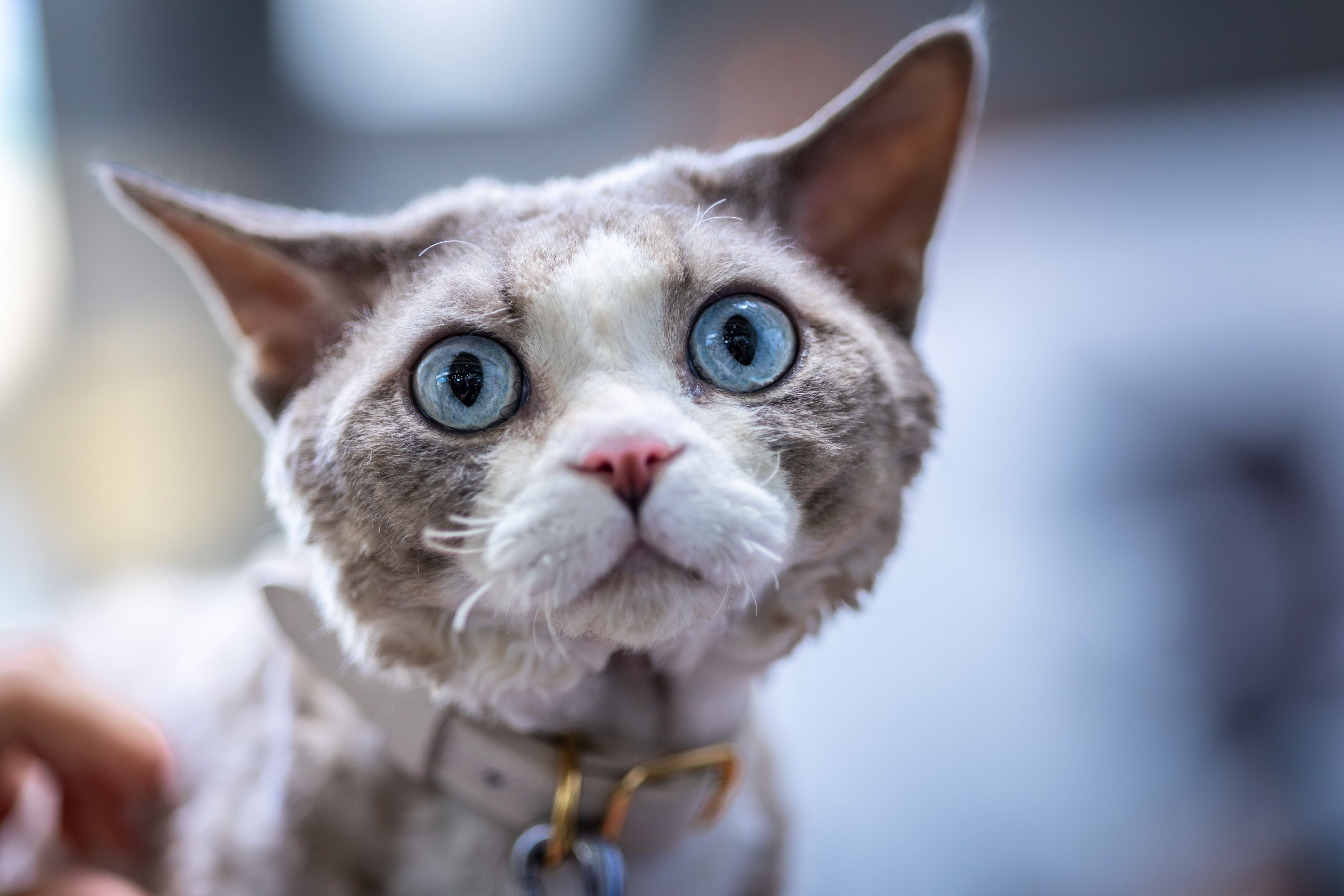 Cornish Rex cat