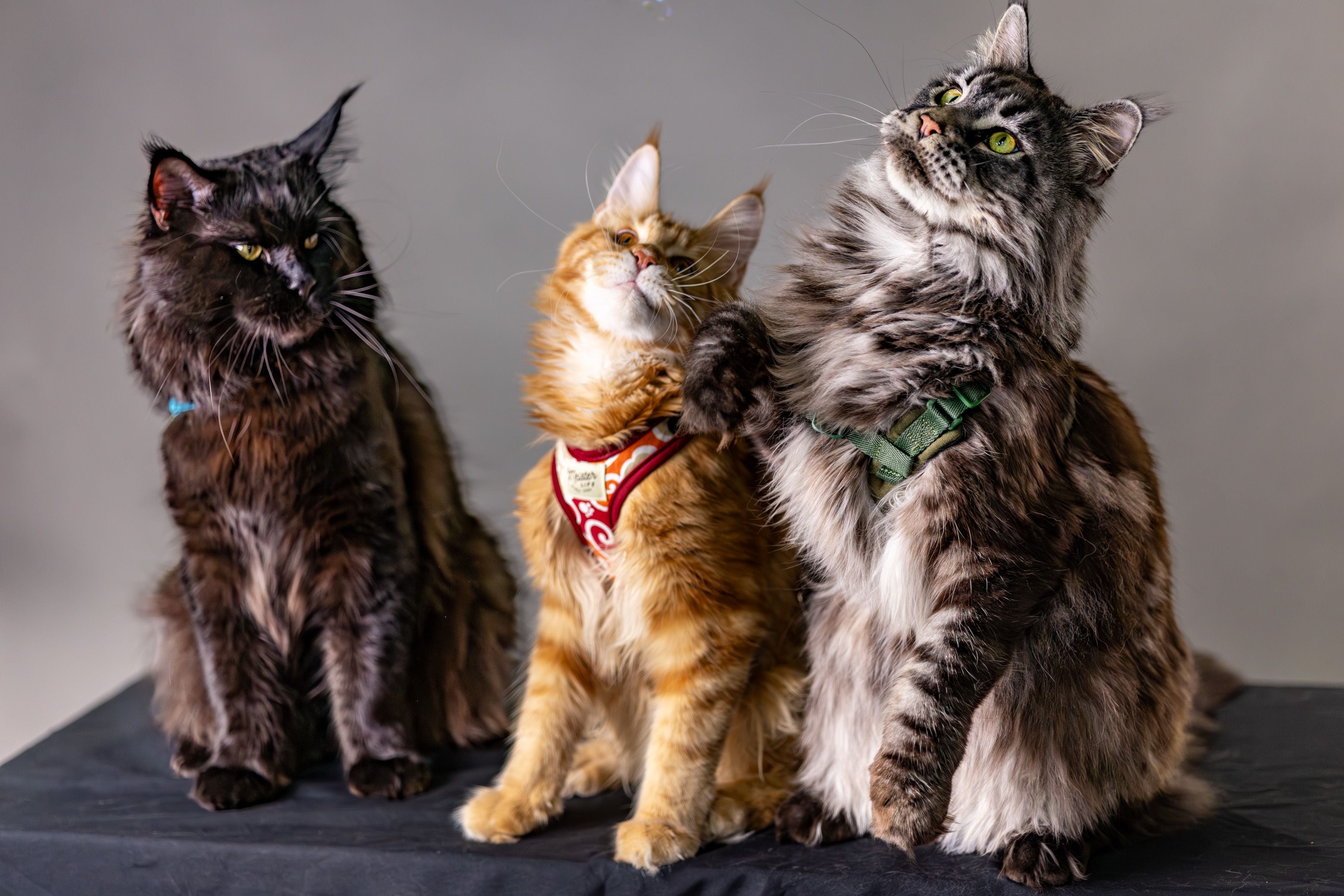  Maine Coon