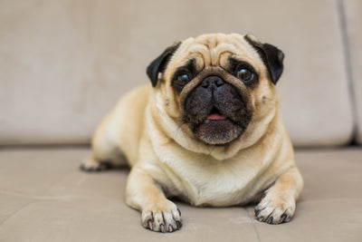 Best Supplement for French Bulldogs: Supporting Skin & Gut Health