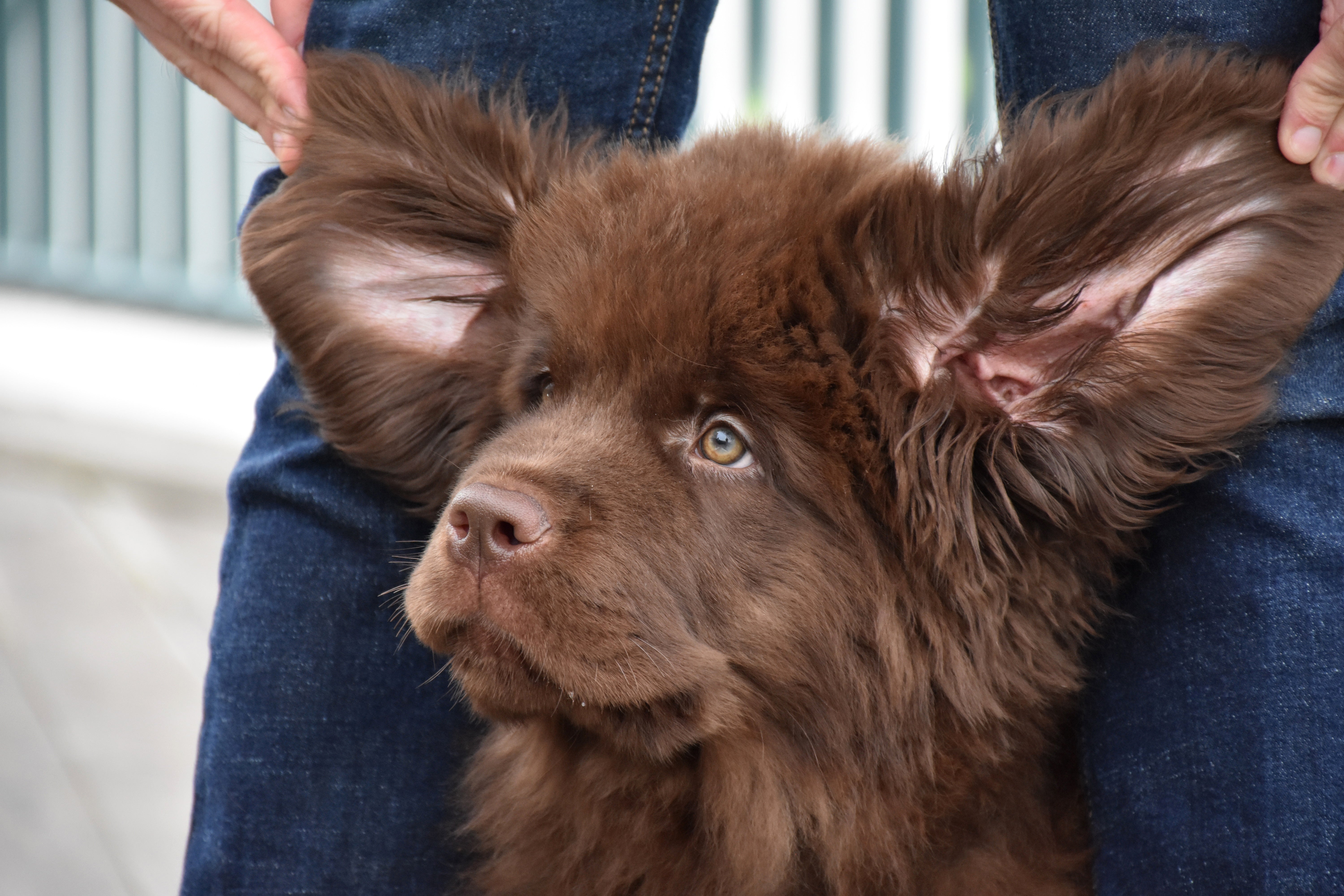 How To Spot Signs of Yeast Imbalance in Your Dog