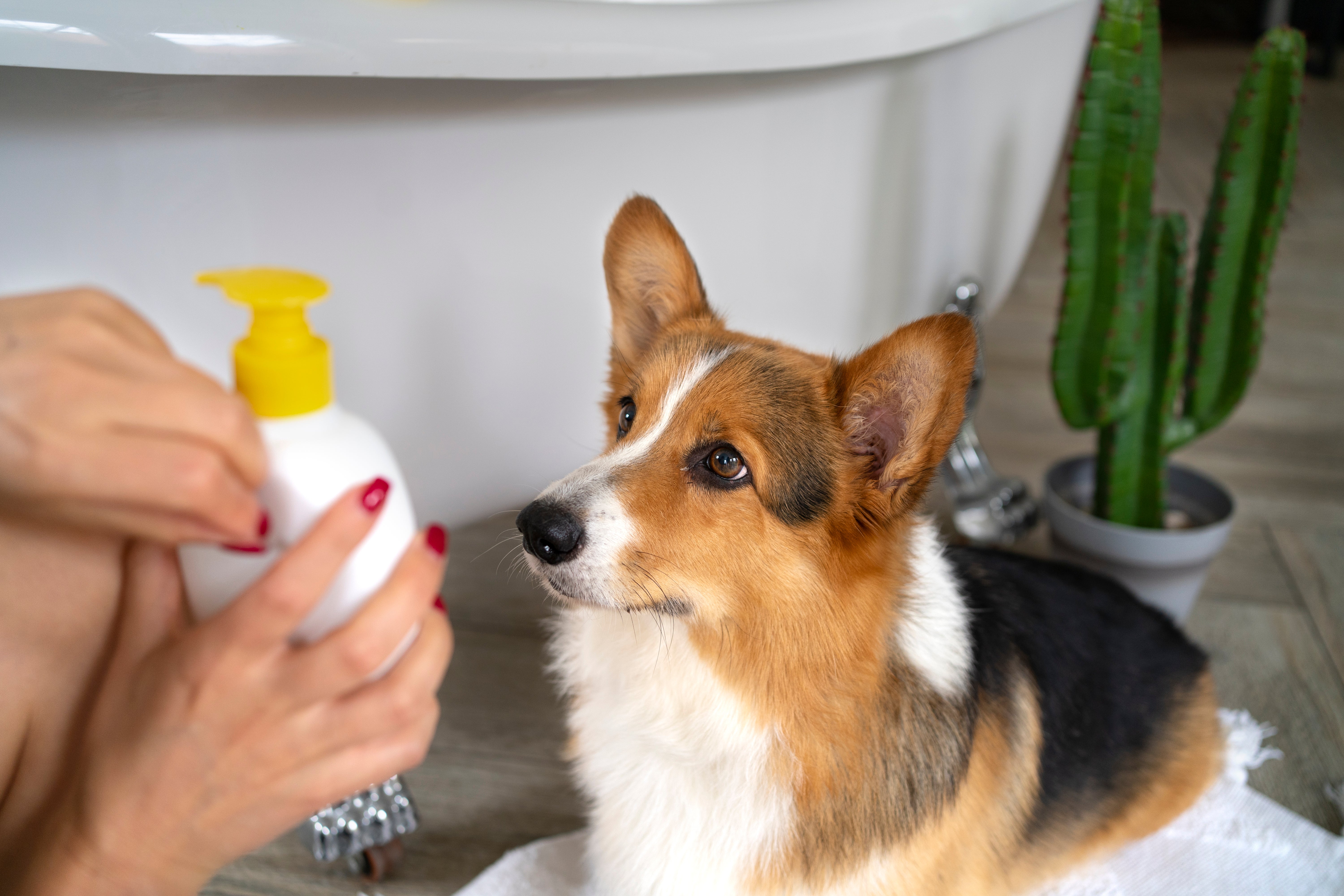 The Truth About Dog Mites and Yeast: What's Really Causing the Itch?