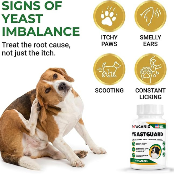 Signs of yeast imbalance in dogs: itchy paws, smelly ears, scooting, constant licking