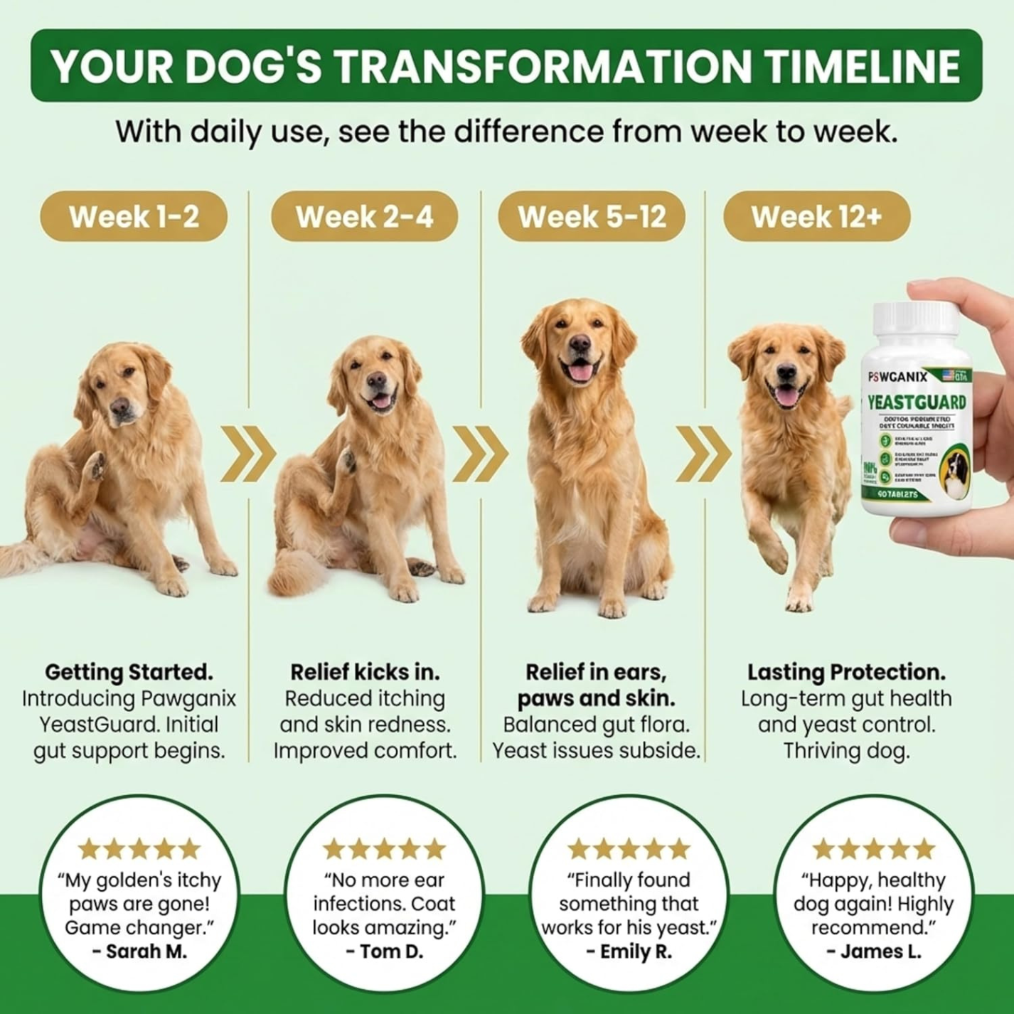 Dog transformation timeline with images of dogs and a bottle of Pawganix YeastGuard on a green background.