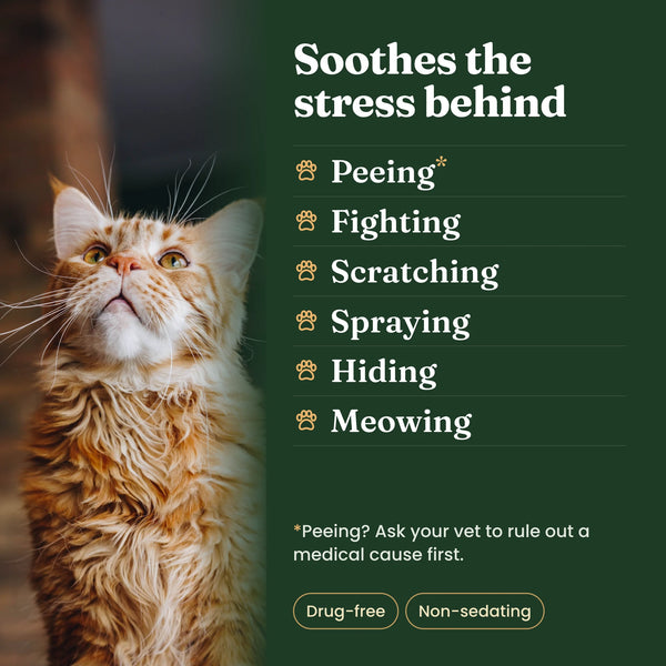 Ginger long haired cat looking up beside the list of behaviours CalmGuard soothes the stress behind, peeing, fighting, scratching, spraying, hiding and meowing. For peeing, ask your vet to rule out a medical cause first. Drug free and non sedating