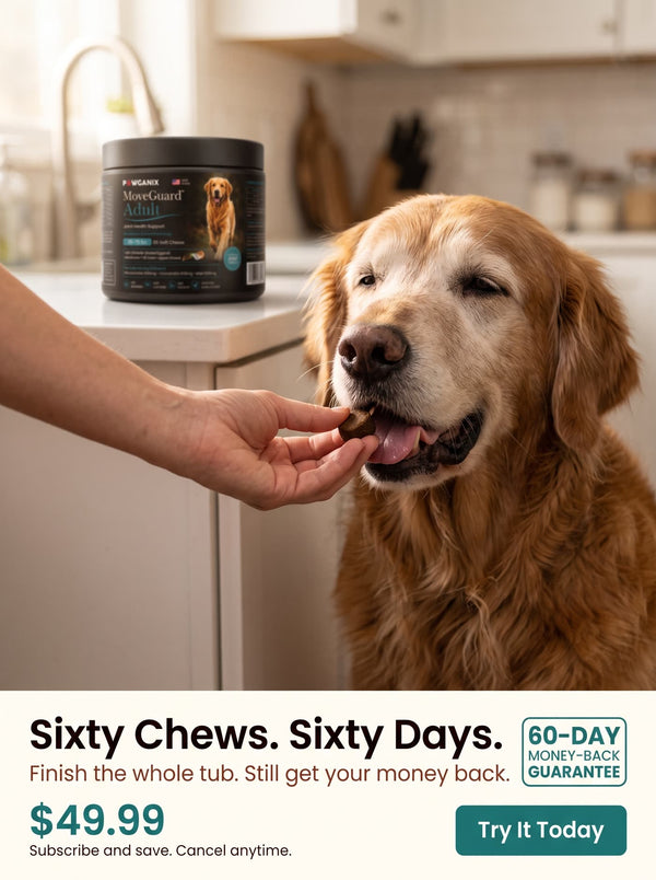 Owner offering a MoveGuard Adult soft chew to a large adult dog