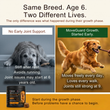 An energetic Golden Retriever running through a grassy field next to the Pawganix MoveGuard Growth tub, illustrating the product's ultimate goal of promoting long-term mobility, agility, and joint comfort