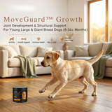 A cream-colored Labrador puppy trotting across a living room floor with a geometric joint framework overlay, promoting MoveGuard Growth by Pawganix for structural support in young giant breeds.