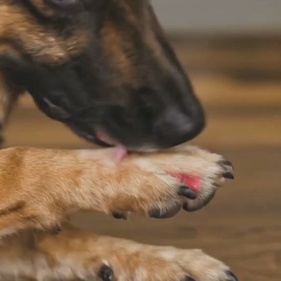 German Shepherd 