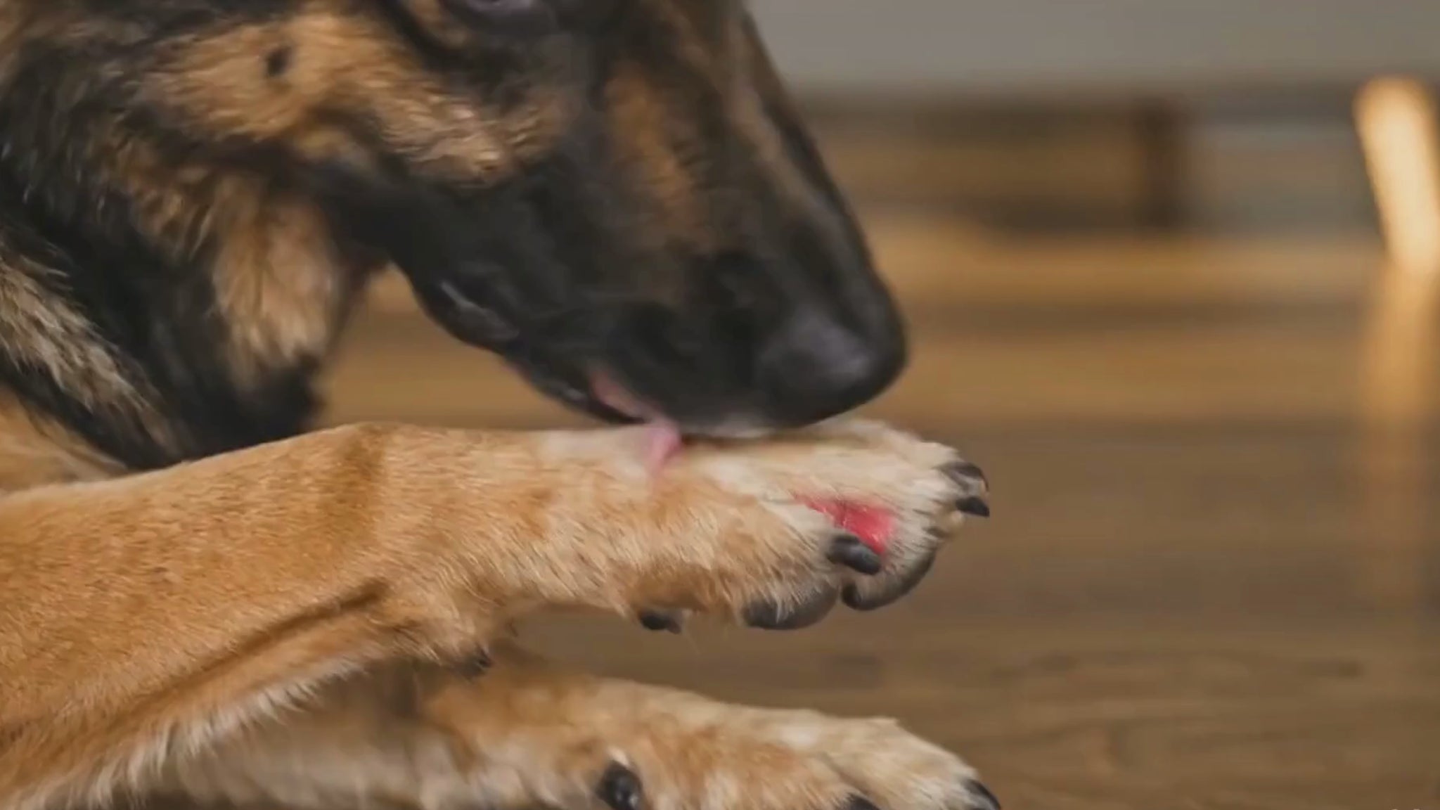 German Shepherd 