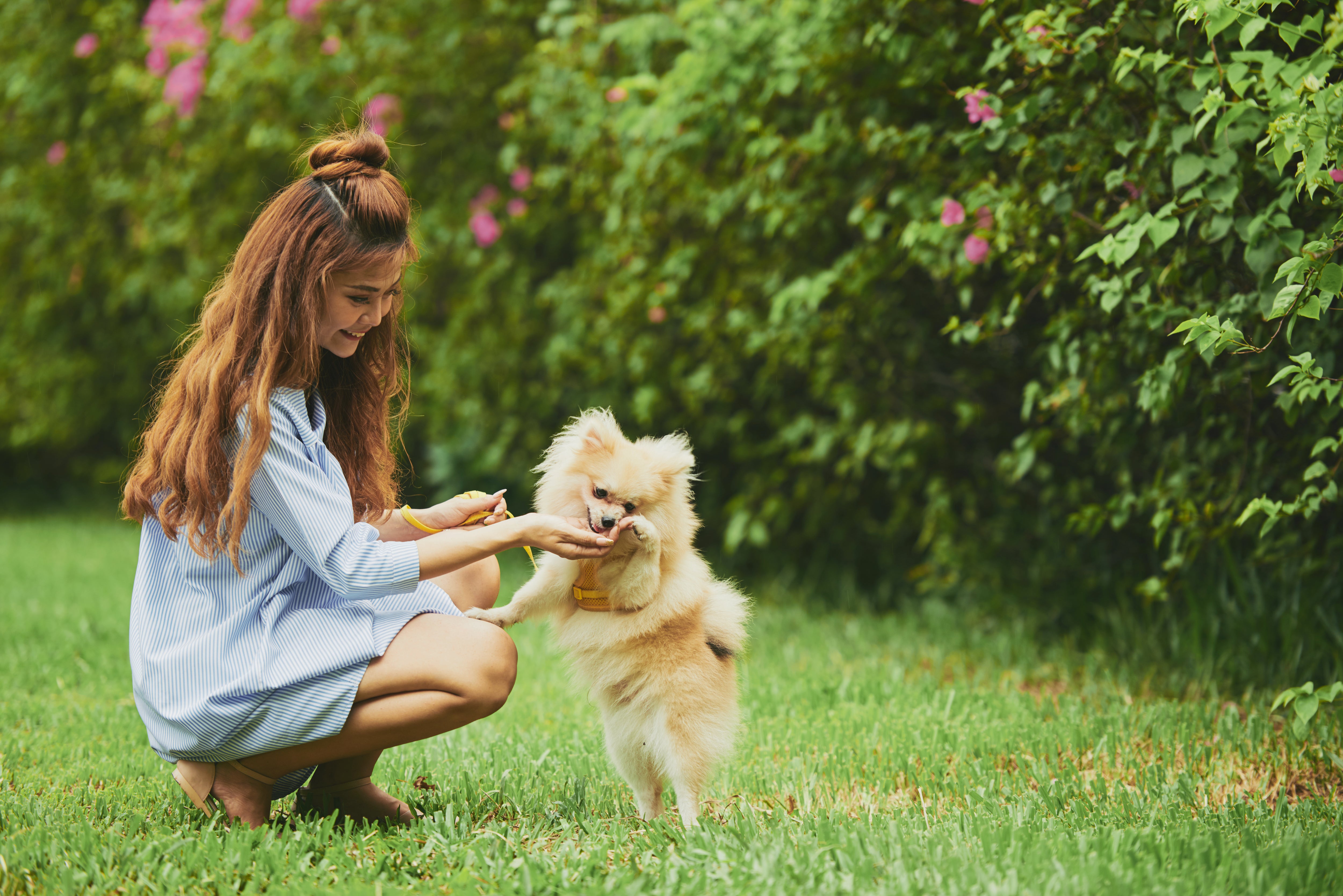 Woman petting a small dog in a park with green grass and bushes.