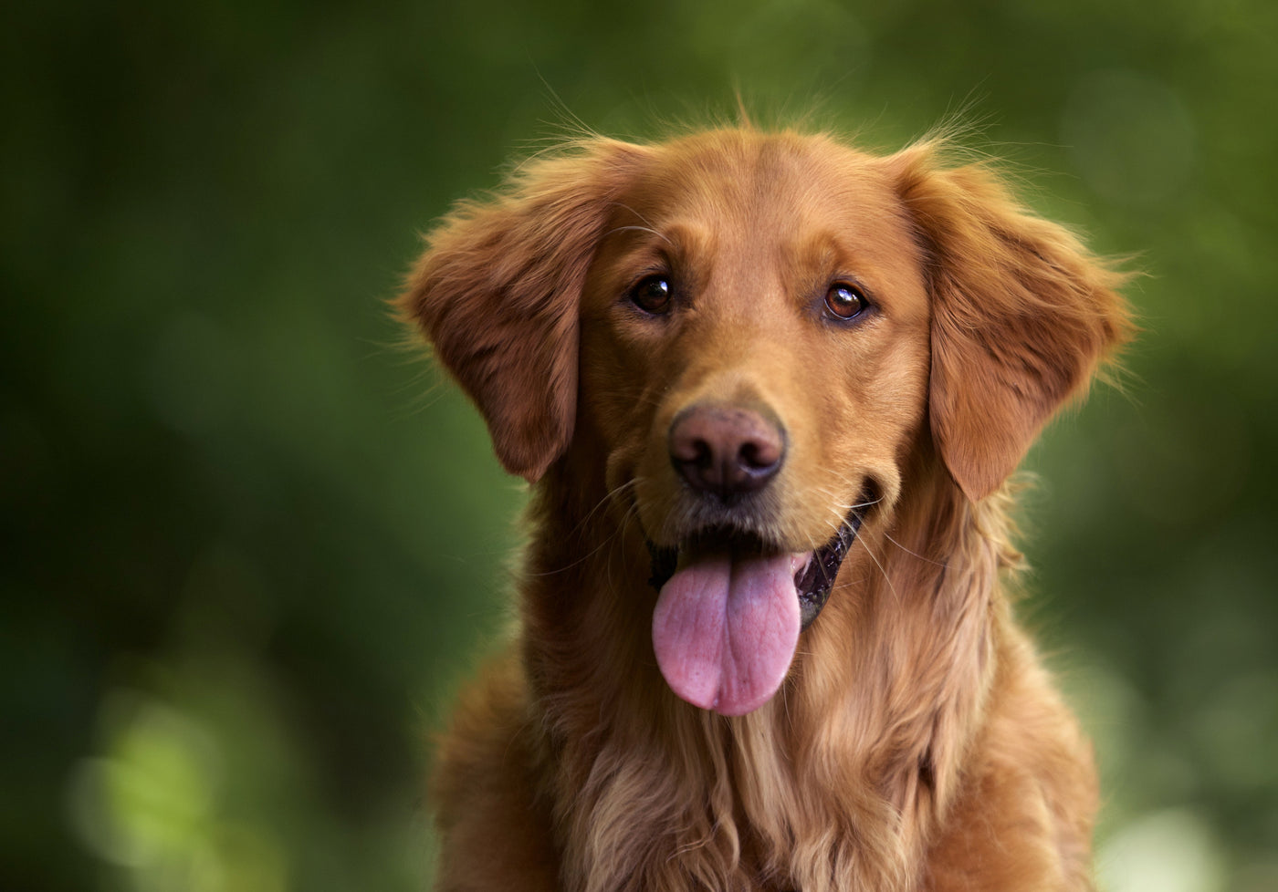 Brown dog with a pink tongue against a blurred green background