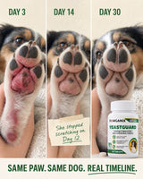 YeastGuard results timeline across three stages of a dog's recovery