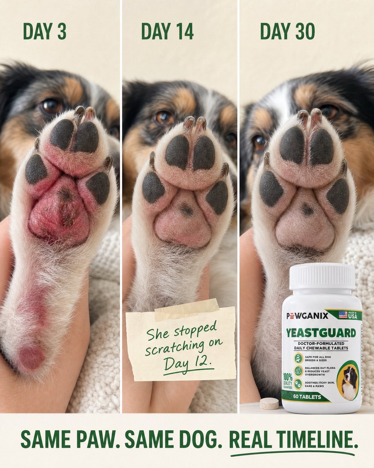 YeastGuard results timeline across three stages of a dog's recovery