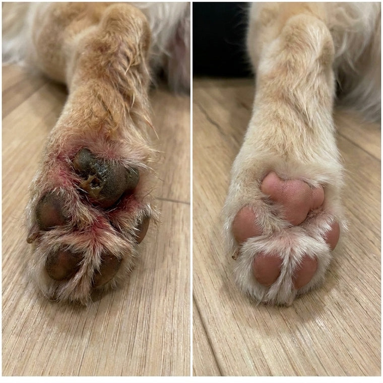 Before and after photos of a pale dog paw, sore and stained between the toes before YeastGuard and calm and clean after