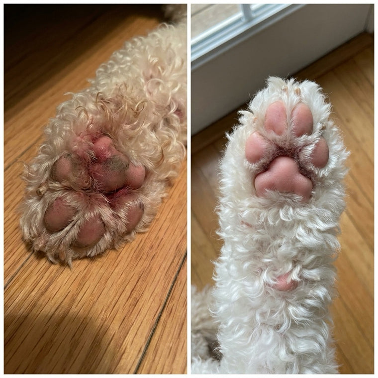 Before and after photos of a white curly haired dog paw, rust stained and inflamed before YeastGuard and bright white and clean after