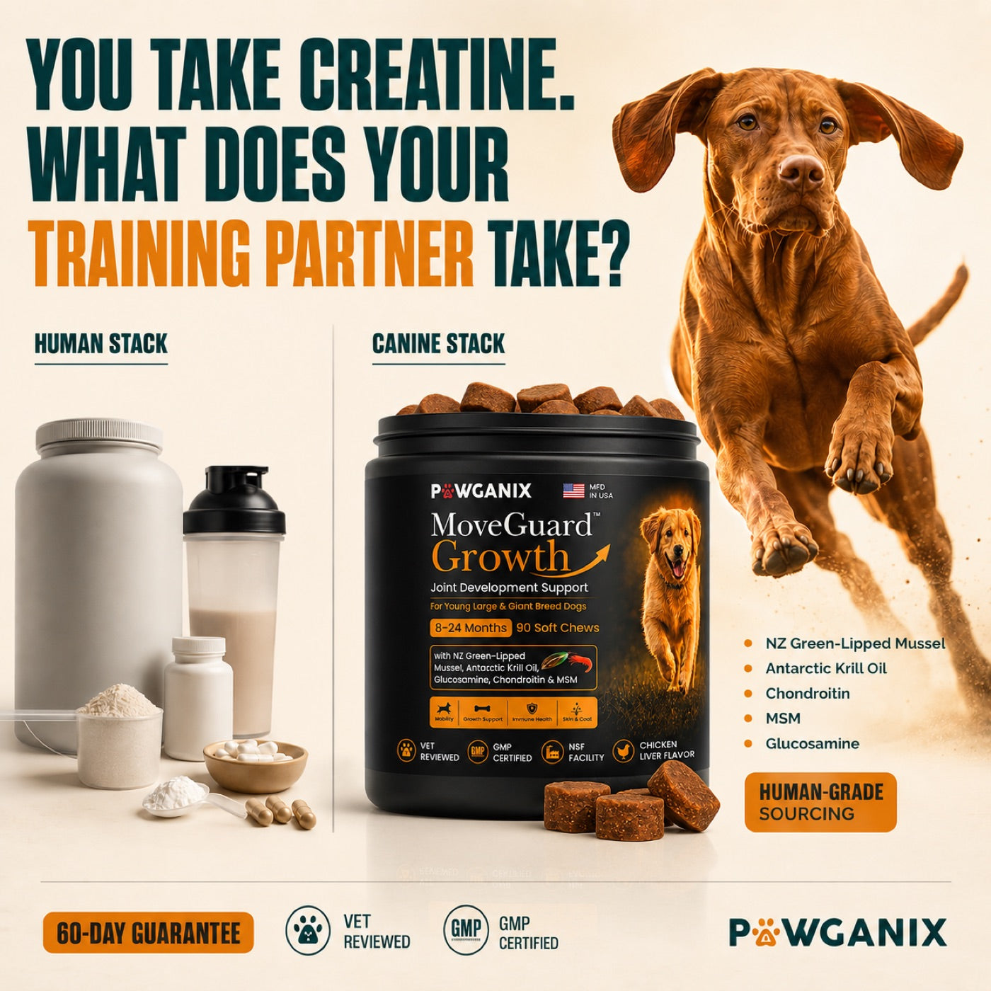 An athletic large-breed dog running at full stride beside MoveGuard Growth — the canine joint stack for young big dogs