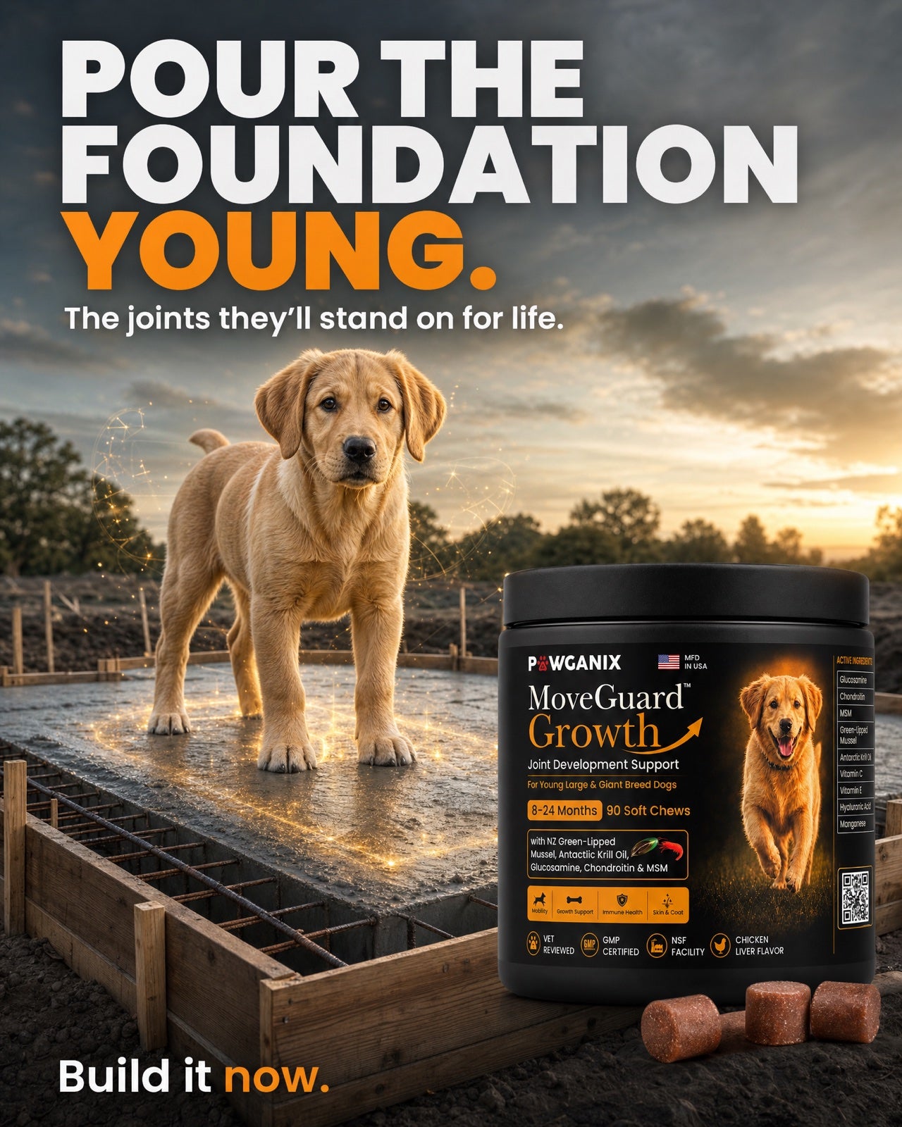 Pour the foundation young — a large-breed puppy standing on a fresh concrete foundation with the MoveGuard Growth jar